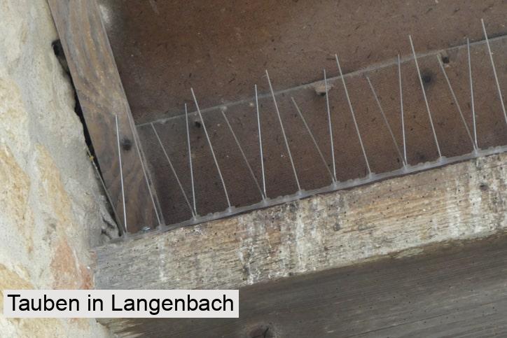 Tauben in Langenbach